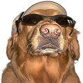 Home golden cool 1