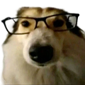 Home perro nerd ;) 1